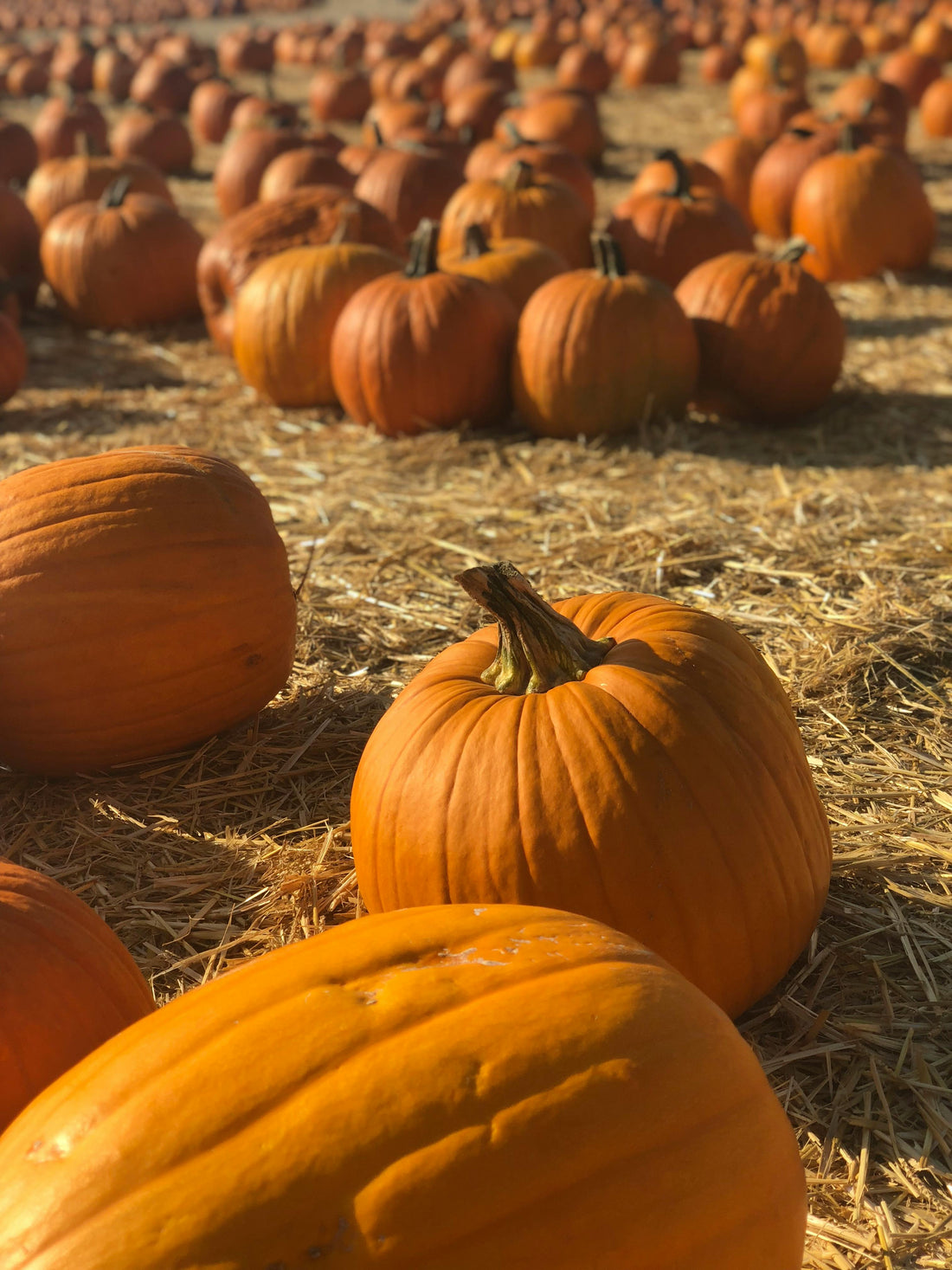 Top Fall Activities for 2024: Celebrate the Season in Style